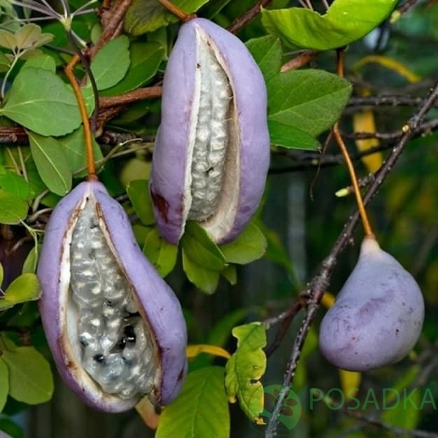 картинка Акебия (шоколадная лиана)  картинка Акебия (шоколадная лиана)