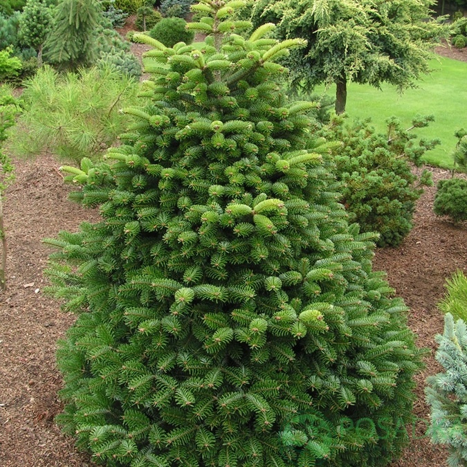 картинка Пихта одноцветная Acher`s Dwarf 