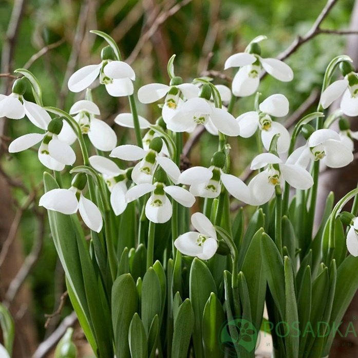 картинка Подснежник elwesii Polar Bear  картинка Подснежник elwesii Polar Bear