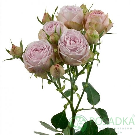 картинка Роза спрей Сильвер Лэйси С2 