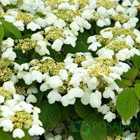 картинка Калина складчатая Mariesii 