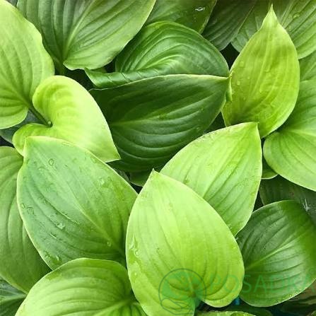 картинка Хоста Подорожниковая (plantaginea) 