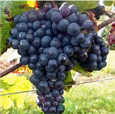 картинка Виноград кишмиш Райский 