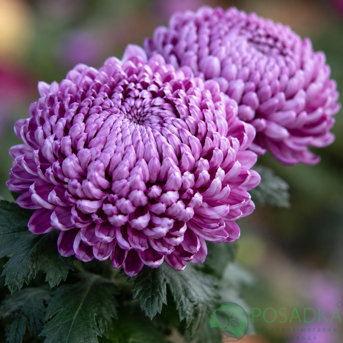 картинка Хризантема крупноцветковая Malabar Violet 