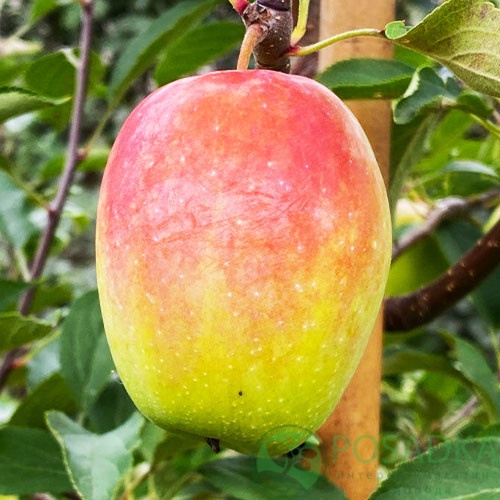 картинка Яблоня Синап Алматинский 