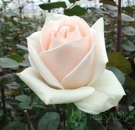 картинка Роза чайно-гибридная Клер Оушен 