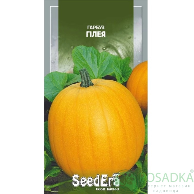 картинка Семена тыква Гилея, 3 г, SeedEra 