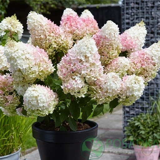 картинка Гортензия метельчатая Living Strawberry Blossom 