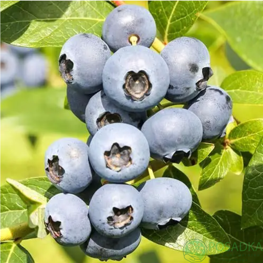 картинка Голубика 3 летняя Река (контейнер С2) 