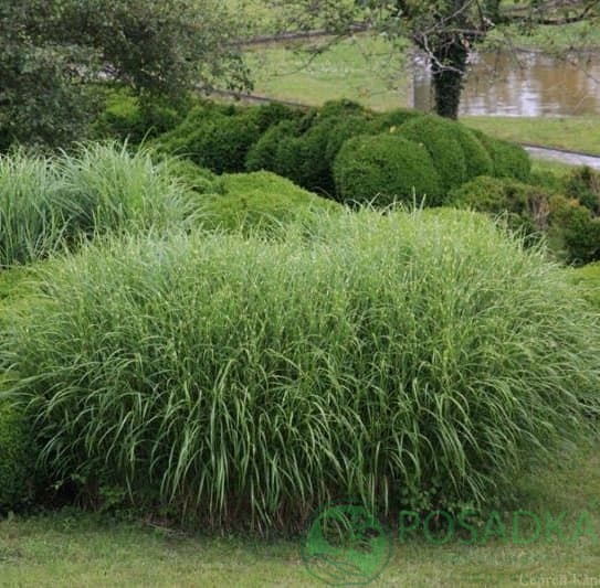 картинка Мискантус малоколосковый Nanus Variegatus 