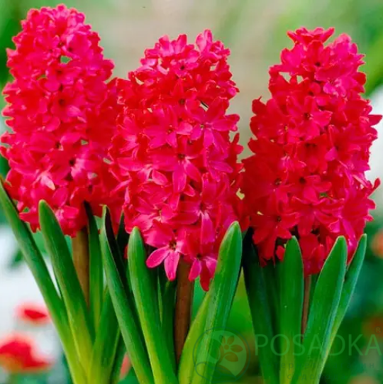 картинка Гиацинт Scarlet Pearl картинка Гиацинт Scarlet Pearl