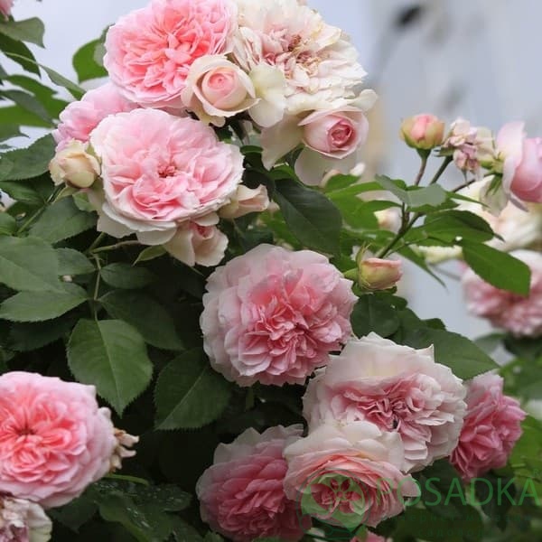 картинка Роза кустовая Курфюрстин Софи 