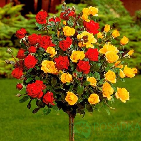 картинка Роза штамбовая (Керио, Омаж а Барбара) 