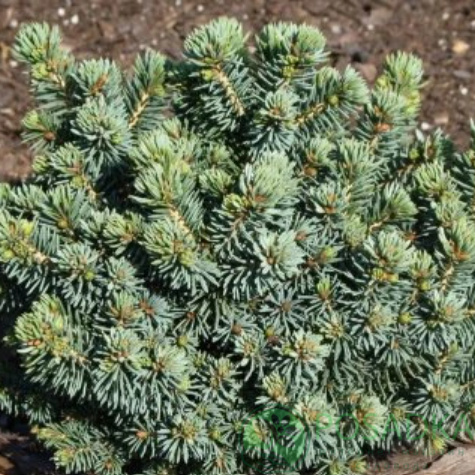 картинка Ель канадская Joseph Rys 