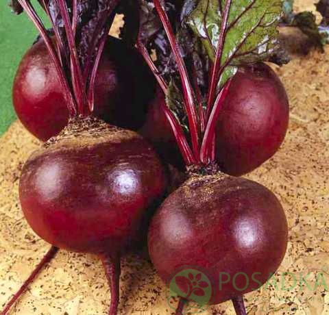 картинка Семена свекла столовая Детройт 20 г, SeedEra 