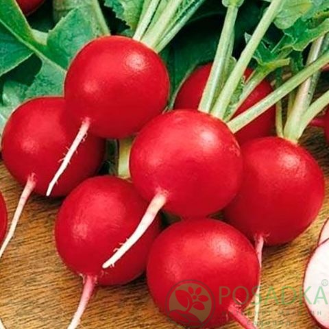 картинка Семена Редис Жара 2гр, SeedEra 