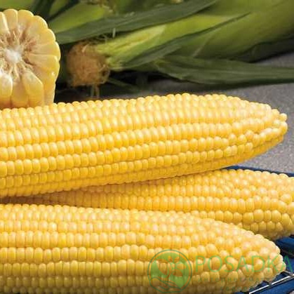 картинка Семена кукуруза Мореленд, 20 шт, SeedEra 