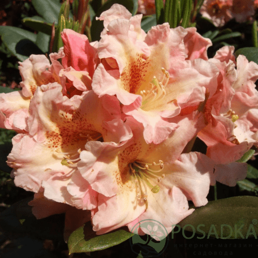 картинка Рододендрон гибридный Flautando 