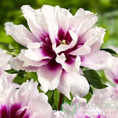 картинка Пион ITOH Cora Louise (Кора Луиза) 