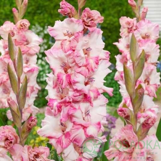 картинка Гладиолус Cherry Candy 