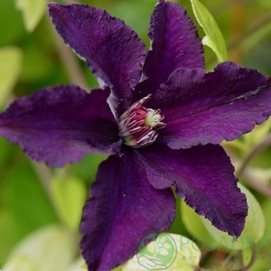 картинка Клематис Rasputin 