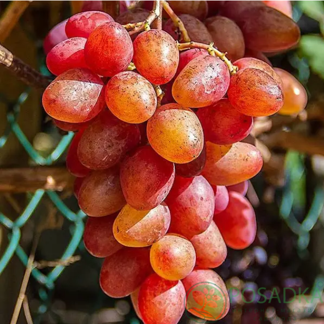 картинка Виноград Аладдин 