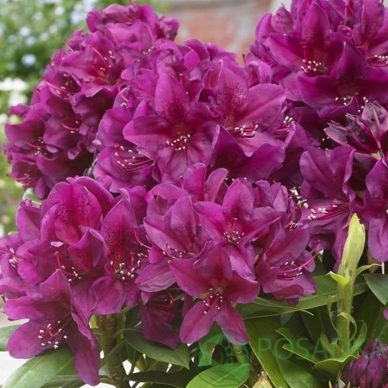 картинка Рододендрон Polarnacht С5  картинка Рододендрон Polarnacht С5