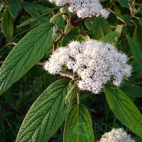 картинка Калина морщинистая Viburnum rhytidophyllum 