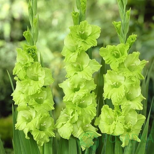 картинка Гладиолус Green star картинка Гладиолус Green star