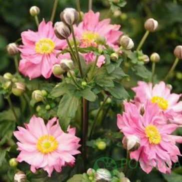 картинка Anemone Fantasy Pocahontas 