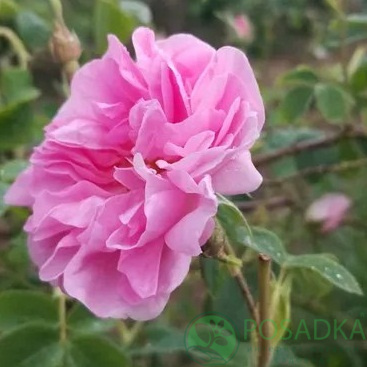 картинка Эфиромасличная (дамская) роза Радуга 