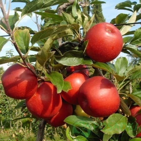 картинка Яблоня Рубинола 