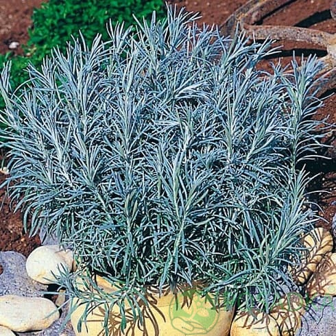 картинка Бессмертник Tall Curry 