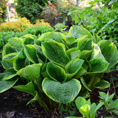 картинка Хоста Christmas Tree 