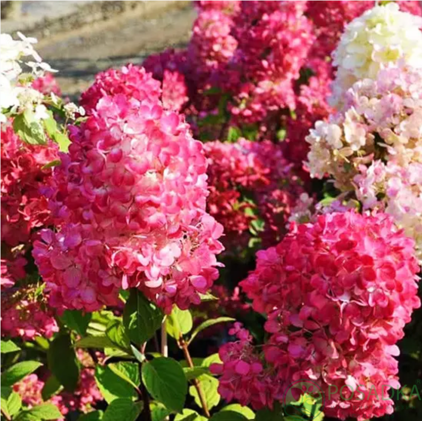 картинка Гортензия Фрамбозин (Framboisine) 