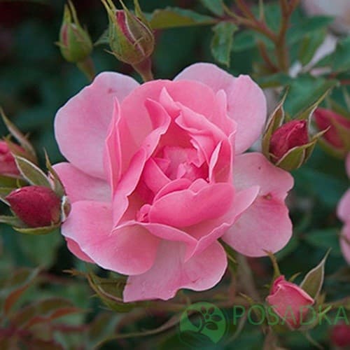 картинка Роза почвопокровная Мирато 