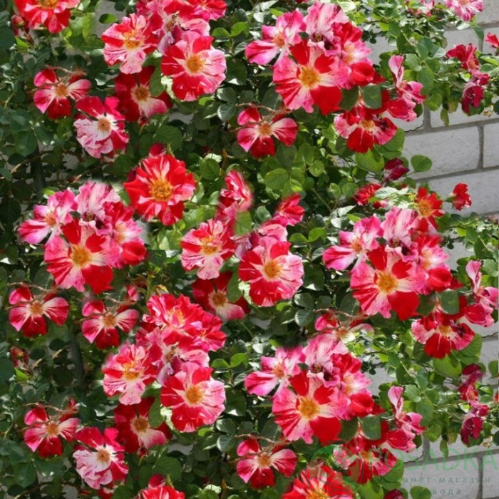 картинка Роза плетистая Крейзи Фо Ю 