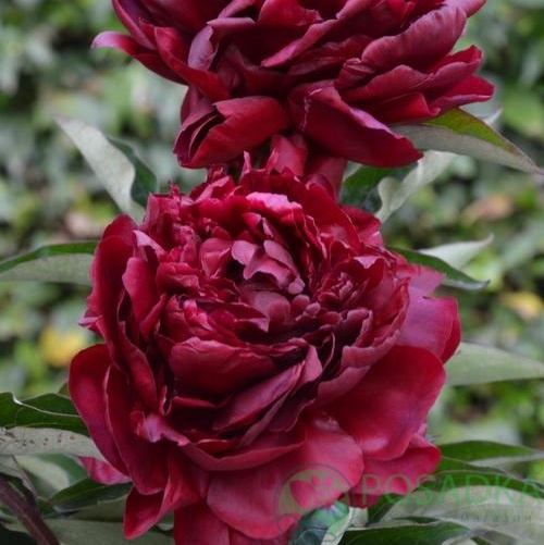 картинка Пион травянистый Highlight 