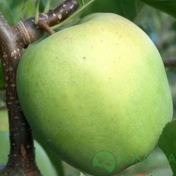 картинка Яблоня Мутсу НК 