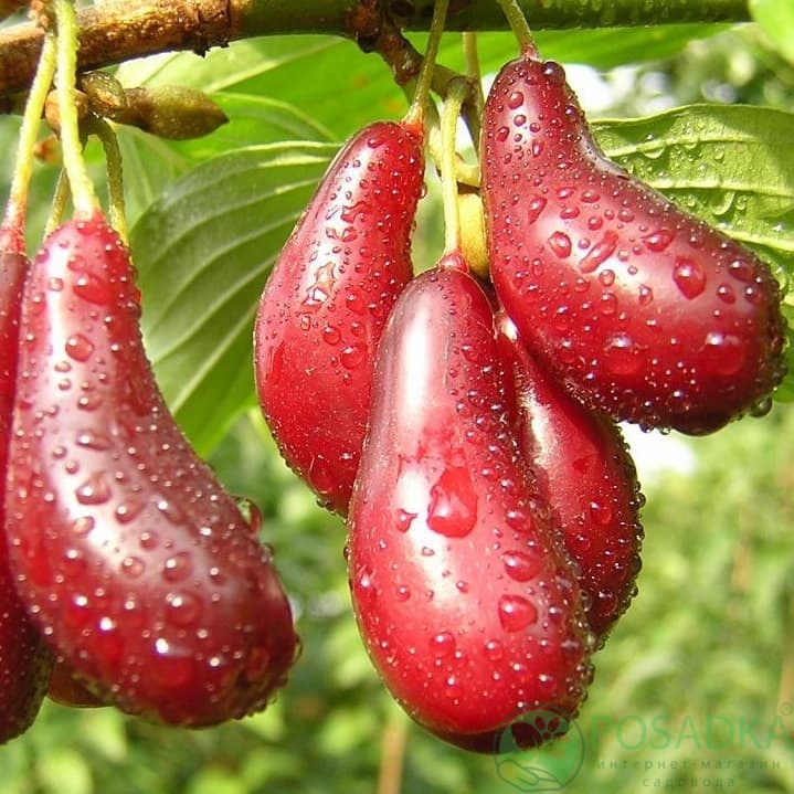 картинка Кизил Старокиевский С2 