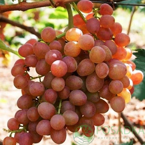 картинка Виноград кишмиш Находка 