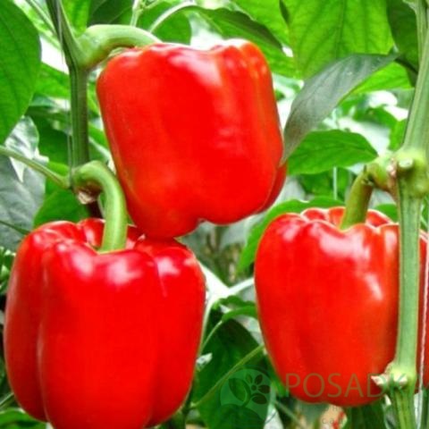 картинка Семена Перец Калифорнийское чудо 0.2 г, Seedera 