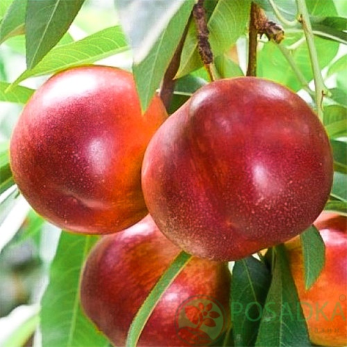 картинка Нектарин Старк ред голд 