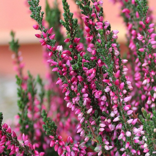 картинка Вереск обыкновенный Nora 