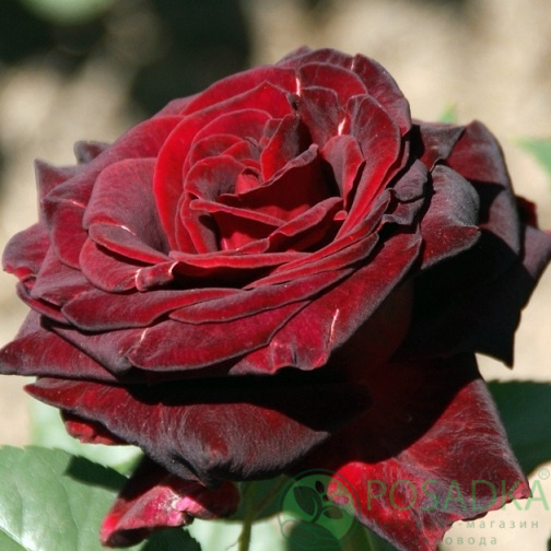 картинка Роза чайно-гибридная Чёрный принц 