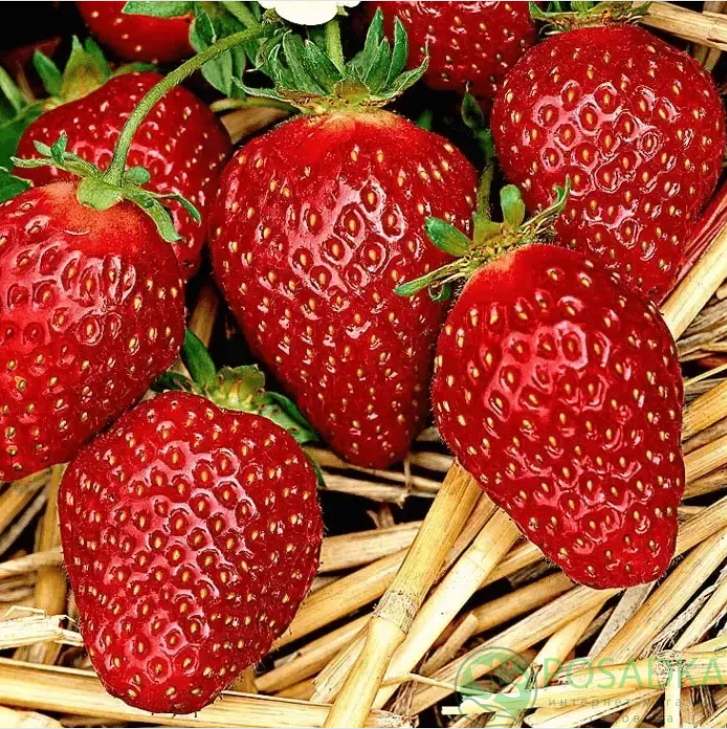 картинка Клубника Верди (кассета) 