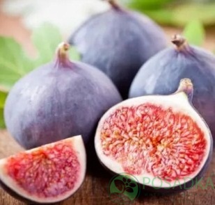 картинка Инжир фиолетовый Султан  картинка Инжир фиолетовый Султан