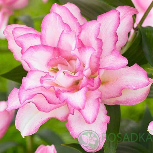 картинка Лилия Roselily Anouska 