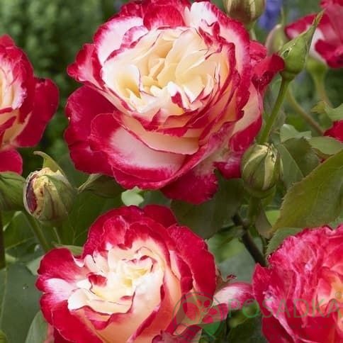 картинка Роза чайно-гибридная Дабл Делайт 