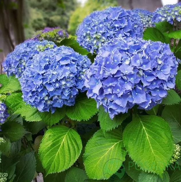 картинка Гортензия крупнолистная Nikko Blue (Никко Блю) 